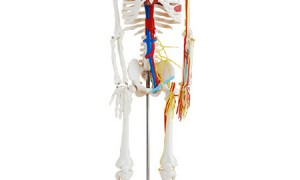 人体骨骼模型神经血管